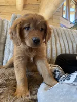 White Collar (Black Hawk) Red Goldens , a female Golden Retriever for sale in Black Hawk, CO – 3 of 8
