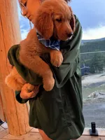 (Tilly) Golden CO, a female Golden Retriever for sale in Black Hawk, CO – 8 of 8