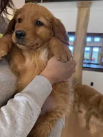 Yellow Collar (Black Hawk) Red Goldens, a female Golden Retriever for sale in Black Hawk, CO – 7 of 9