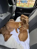 Dark Red Golden’s (Yellow Collar), a female Golden Retriever for sale in Black Hawk, CO – 7 of 9