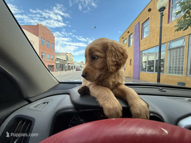 Shyla (Golden CO) – Golden Retriever puppy for sale in Black Hawk, CO