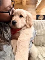 Chunky Tank, a male Golden Retriever for sale in Black Hawk, CO – Photo 6 of 7