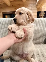 Chunky Tank, a male Golden Retriever for sale in Black Hawk, CO – Photo 2 of 7
