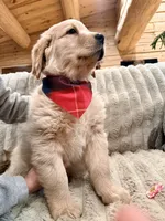 Chunky Tank, a male Golden Retriever for sale in Black Hawk, CO – Photo 1 of 7