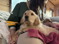 Chunky Tank, a male Golden Retriever for sale in Black Hawk, CO – Photo 3 of 7