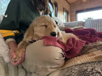 Chunky Tank, a male Golden Retriever for sale in Black Hawk, CO – Photo 4 of 7