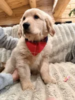 Chunky Tank, a male Golden Retriever for sale in Black Hawk, CO – Photo 7 of 7