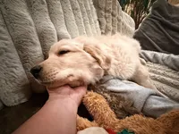 Chunky Tank, a male Golden Retriever for sale in Black Hawk, CO – Photo 5 of 7