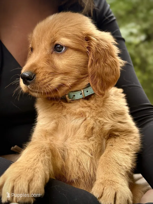 Light Blue Collar (Golden, CO) – Golden Retriever puppy for sale in Black Hawk, CO