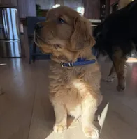 Benny (Red AKC) Black Hawk, a male Golden Retriever for sale in Black Hawk, CO – 1 of 2