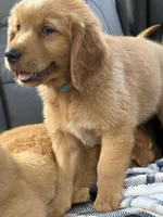 (Teal Collar) Black Hawk, a male Golden Retriever for sale in Black Hawk, CO – 5 of 8