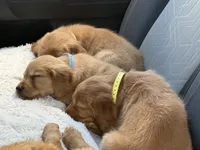 Dark Red Golden’s (Blue Collar Male), a male Golden Retriever for sale in Black Hawk, CO – 3 of 4