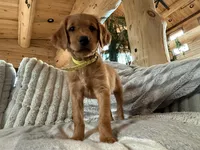 Dark Red Golden’s (Last pup!), a female Golden Retriever for sale in Black Hawk, CO – 8 of 8