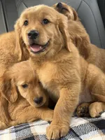 (Purple Collar) Black Hawk, a female Golden Retriever for sale in Black Hawk, CO – 2 of 7