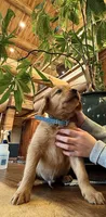 Dark Red Golden’s (Blue Collar Male), a male Golden Retriever for sale in Black Hawk, CO – 4 of 4