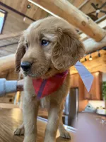(Pink Collar) Black Hawk, a male Golden Retriever for sale in Black Hawk, CO – 2 of 6