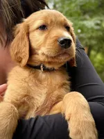 Light Blue Collar (Golden, CO), a male Golden Retriever for sale in Black Hawk, CO – 10 of 10