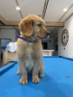 (Purple Collar) Black Hawk, a female Golden Retriever for sale in Black Hawk, CO – 6 of 7