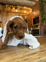 Dark Red Golden’s (Yellow Collar), a female Golden Retriever for sale in Black Hawk, CO – 6 of 9