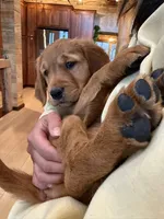 Dark Red Golden’s (Blue Collar Female), a female Golden Retriever for sale in Black Hawk, CO – 2 of 6