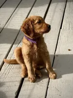 Purple Collar (Golden CO), a female Golden Retriever for sale in Black Hawk, CO – 5 of 10
