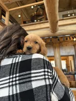 (Green Collar) Black Hawk, a male Golden Retriever for sale in Black Hawk, CO – 4 of 5