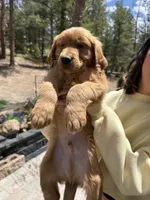 Benny (Red AKC) Black Hawk, a male Golden Retriever for sale in Black Hawk, CO – 2 of 8