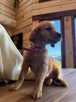 Dark Red Golden’s (Magenta Collar), a female Golden Retriever for sale in Black Hawk, CO – 6 of 8