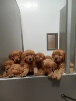 Benny (Red AKC) Black Hawk, a male Golden Retriever for sale in Black Hawk, CO – 2 of 2