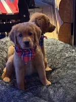 (Pink Collar) Golden CO, a female Golden Retriever for sale in Black Hawk, CO – 4 of 7