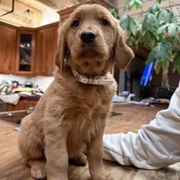 White Collar (Black Hawk), a female Golden Retriever for sale in Black Hawk, CO – Photo 6 of 6