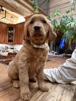 White Collar (Black Hawk), a female Golden Retriever for sale in Black Hawk, CO – Photo 6 of 6