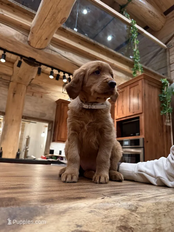 White Collar (Black Hawk)