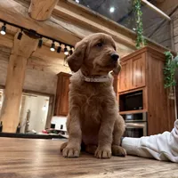 White Collar (Black Hawk), a female Golden Retriever for sale in Black Hawk, CO – Photo 1 of 6