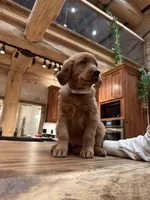 White Collar (Black Hawk), a female Golden Retriever for sale in Black Hawk, CO – Photo 1 of 6