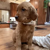 White Collar (Black Hawk), a female Golden Retriever for sale in Black Hawk, CO – Photo 3 of 6
