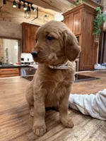 White Collar (Black Hawk), a female Golden Retriever for sale in Black Hawk, CO – Photo 3 of 6