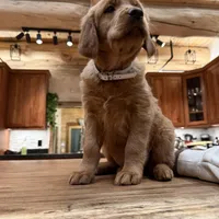 White Collar (Black Hawk), a female Golden Retriever for sale in Black Hawk, CO – Photo 2 of 6