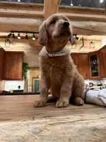 White Collar (Black Hawk), a female Golden Retriever for sale in Black Hawk, CO – Photo 2 of 6