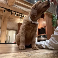 White Collar (Black Hawk), a female Golden Retriever for sale in Black Hawk, CO – Photo 5 of 6