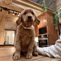 White Collar (Black Hawk), a female Golden Retriever for sale in Black Hawk, CO – Photo 4 of 6