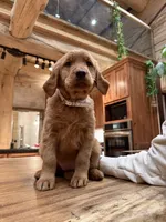 White Collar (Black Hawk), a female Golden Retriever for sale in Black Hawk, CO – Photo 4 of 6