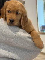 (Purple Collar) Black Hawk, a female Golden Retriever for sale in Black Hawk, CO – 4 of 7