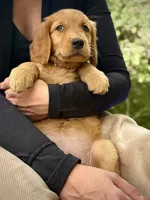 Black Collar (Golden, CO), a male Golden Retriever for sale in Black Hawk, CO – 5 of 10