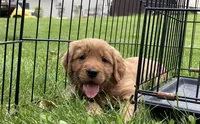 Layla (Red Golden’s) , a male Golden Retriever for sale in Black Hawk, CO – 2 of 5