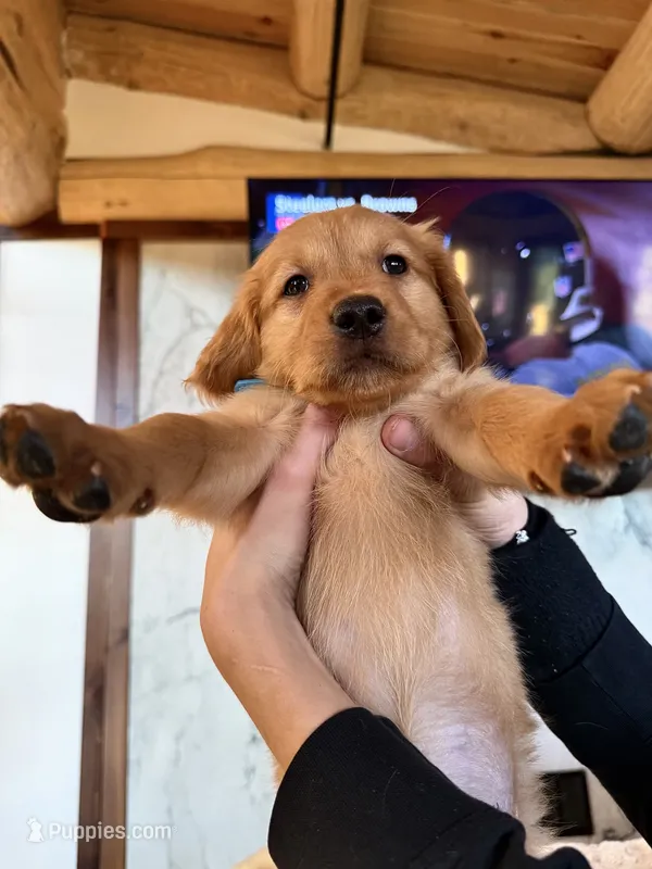 Dark Red Golden’s (Blue Collar Male) – Golden Retriever puppy for sale in Black Hawk, CO