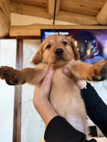 Dark Red Golden’s (Blue Collar Male), a male Golden Retriever for sale in Black Hawk, CO – 1 of 4