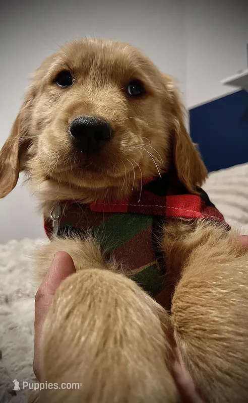 Skip (Teal Collar) Arvada, a male Golden Retriever for sale in Black Hawk, CO – Photo 1 of 6