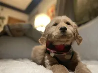 Skip (Teal Collar) Arvada, a male Golden Retriever for sale in Black Hawk, CO – Photo 4 of 6