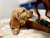 Skip (Teal Collar) Arvada, a male Golden Retriever for sale in Black Hawk, CO – Photo 3 of 6